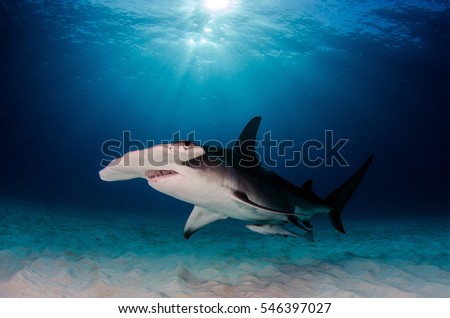 Great Hammerhead Shark - Bimini Island - Bahamas Royalty-Free Stock Photo #546397027