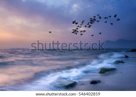 Sunset and sea. Flock of birds flying. Blue purple nature background.