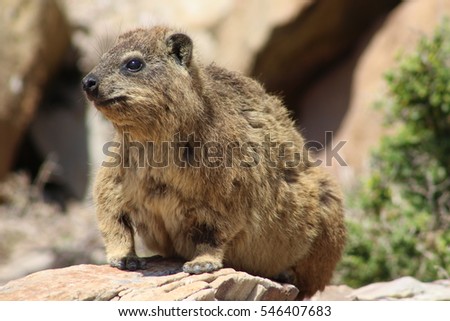 Hyrax in Mossel Bay, South Africa