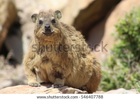 Hyrax in Mossel Bay, South Africa