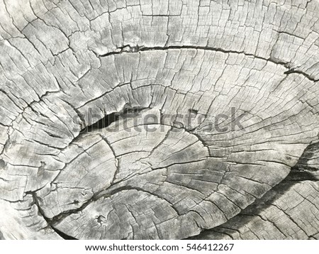 Tree stump cut, wooden background from top view. Brown and white monochrome photo.