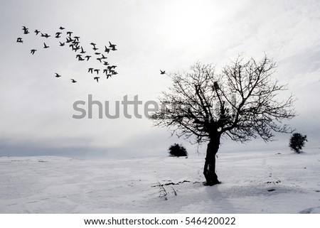 Flying birds. Winter, snow and lonely tree. Landscape nature photography.