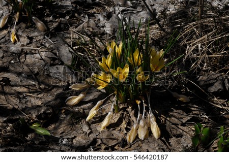 crocus spring flower.
early spring. crocus yellow flower on a dark background.