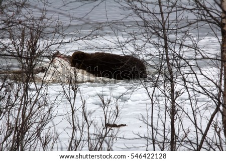 Brown bear awoke from hibernation, then killed young elk on lake ice, part ate and sleeping on carcass as pillow-predator guarding his kill. 