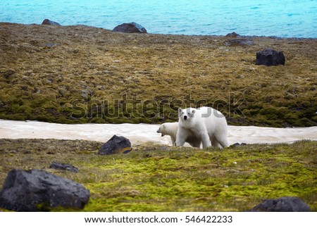 Polar Bears on Franz Joseph Land. Female with funny plump cub on island of NORTHBROOK. Gradually approaching to never before seen man