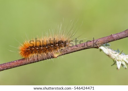 Hairy Caterpillar of Ruby tiger on branch