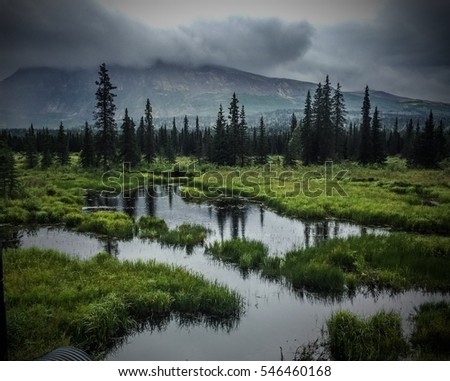 Black spruce near a swamp with rain in the distance. Royalty-Free Stock Photo #546460168