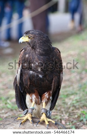 an eagle during a falconry exhibition