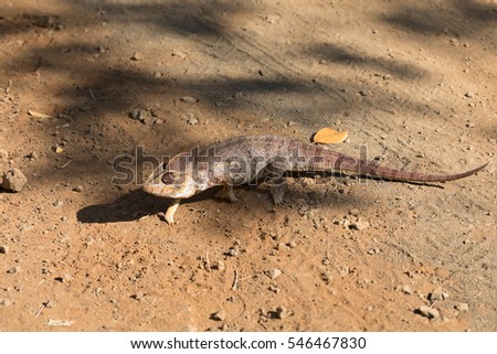 Endemic Malagasy giant chameleon or Oustalets's chameleon (Furcifer oustaleti), very large species of chameleon. Ankarana Special Reserve, Madagascar wildlife and wilderness