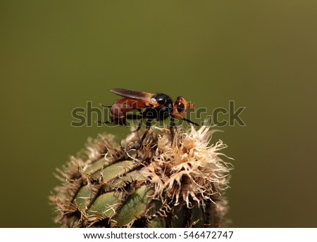 Tachinidae commonly are called tachina flies or simply tachinids. All are protelean parasitoids, of arthropods, larvae (maggots) are parasitoids developing inside a living host, ultimately killing it.