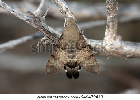 hummingbird hawk-moth (Macroglossum stellatarum). Two or more broods are produced each year. The adult may be encountered at any time of the year, especially in the south