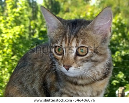 The kitten in the street on a background of greenery. Close-up of a cat shot with flash. Retin cat's eye reflects green rays. Detail, upper torso.