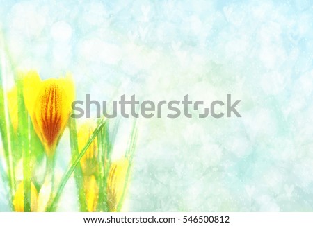 Spring blossoming crocuses, selective focus, shallow DOF, toned, light and heart bokeh background, pastel and soft card