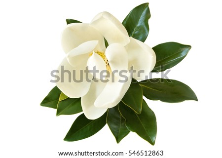 Little Gem magnolia.  Dwarf variety of Magnolia Grandiflora. Also called Evergreen, Bull Bay, Laurel and Loblolly. Close up image of flower with leaves isolated on white background.