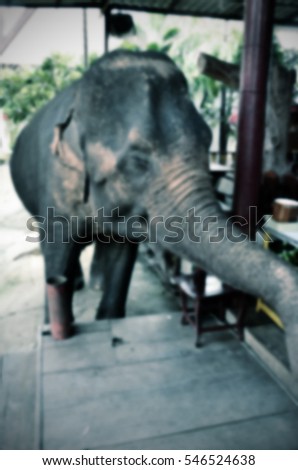 Blurred abstract background of elephant