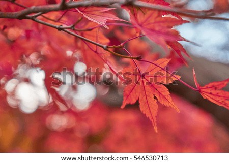 Colorful leave and tree in autumn season. Picture in Deep red tone.
