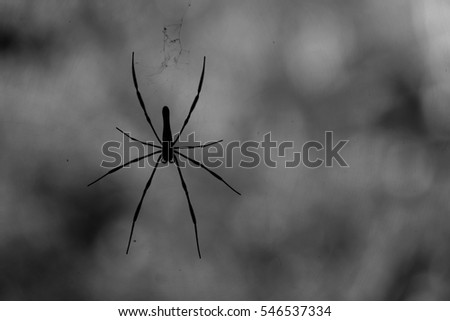 Silhouette spider on web, process vintage tone