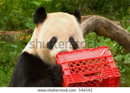 Giant panda with milk crate at National Zoo in Washington 1