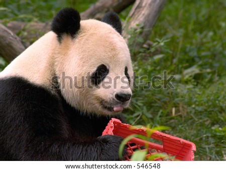 Giant panda with milk crate at National Zoo in Washington 2