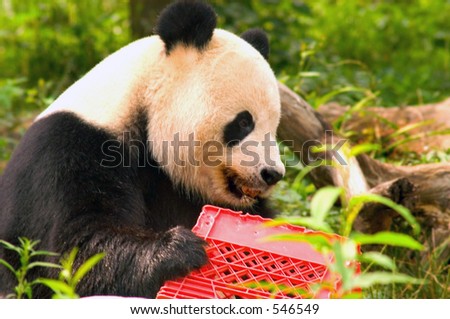 Giant panda with milk crate at National Zoo in Washington 3