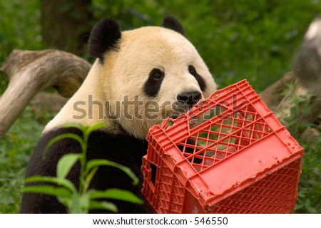 Giant panda with milk crate at National Zoo in Washington 4