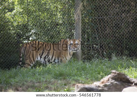 Bengal tiger (Panthera tigris tigris) looking forward menacingly