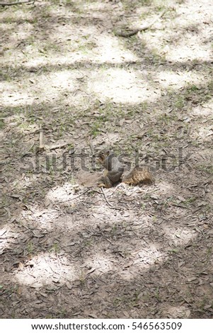 Squirrel retrieving a buried acorn