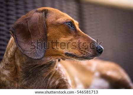 Lazy Dachshund Sitting In the Shade on a Hot Summer Day - Aliso Viejo, California.