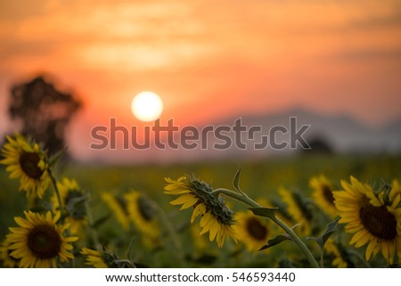 Beautiful landscape sunflower field with soft focus sunset background

