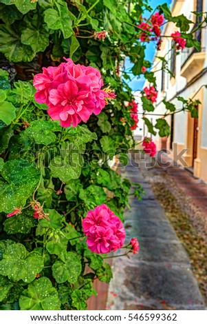Beautiful White Walls Decorated with Colorful Flowers - Old European Town, Cordoba, Spain