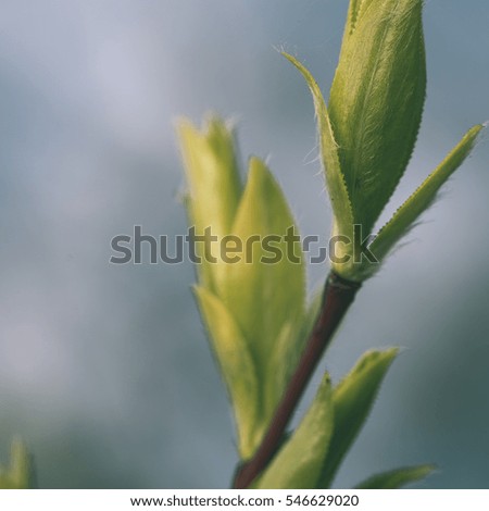spring blossoms and leaves on blur background in country - instant vintage square photo