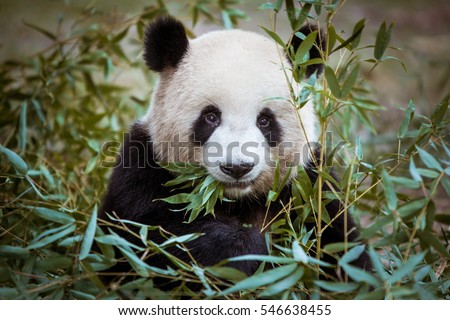 giant Panda Royalty-Free Stock Photo #546638455