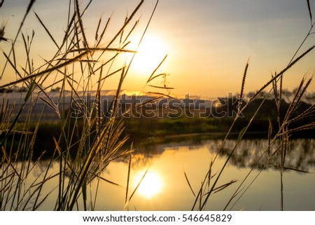 Grass flower and the orange sunset at river bank  
