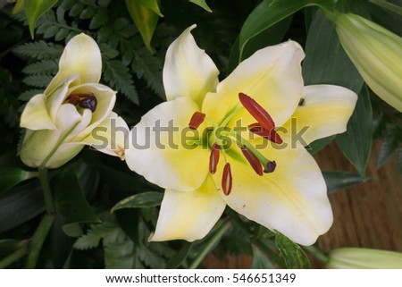 Beautiful local white lilly flower bloom, stock photo