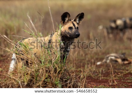 The African wild dog, African hunting dog, or African painted dog (Lycaon pictus), portrait. Portrait of a wild African dog in the grass between other members of the pack.