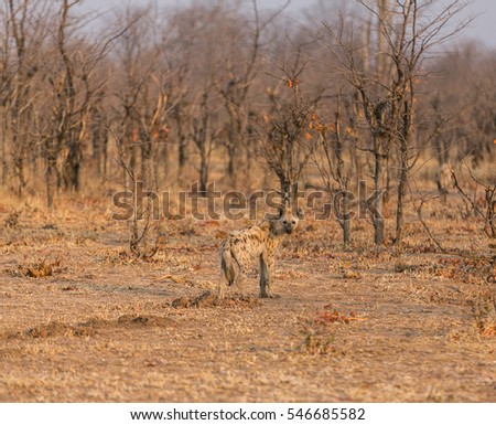 A spotted hyena (Crocuta crocuta), also known as the laughing hyena, South Luangwa National Park, Zambia, Africa.