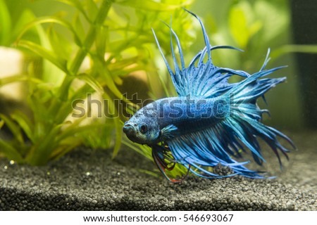 Fish Warrior blue. Royalty-Free Stock Photo #546693067