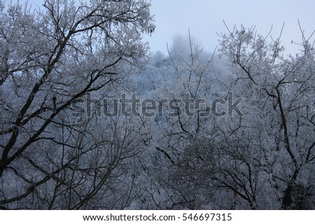 winter landscape trees cold frozen beautiful fog foggy