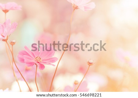 blurred of cosmos flowers with bokeh in vintage style and soft blur for background. Royalty-Free Stock Photo #546698221
