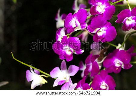 Blooming twig of purple orchid or seidenfadenia is an epiphytic  on white background. Closeup.
