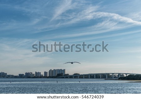 Sunset in Clearwater Beach, Florida. Flying Pelican