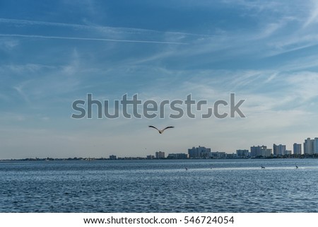 Flying Pelican Bird in Clearwater Beach, Florida.