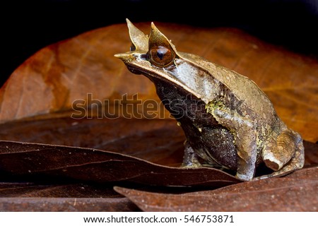 macro closeup of Malayan Horned frog Royalty-Free Stock Photo #546753871