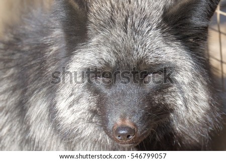 Black gray fox close its eyes face close up