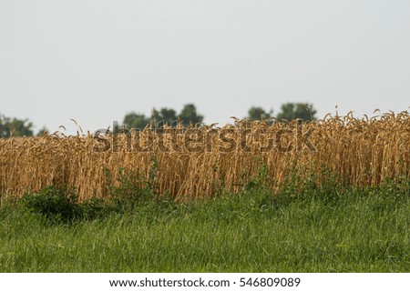 Corn field
