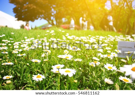 White flowers blurred background