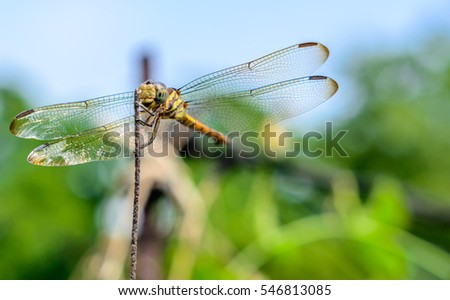 Macro picture of dragonfly, Dragonfly in the nature habitat.