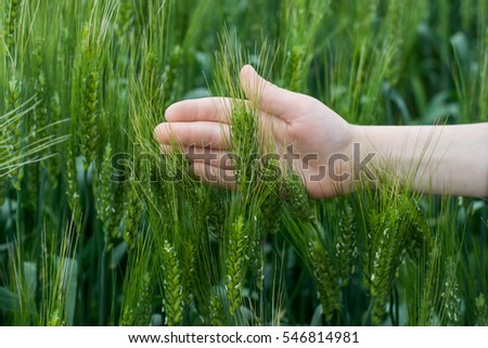 wheat ears in a hand