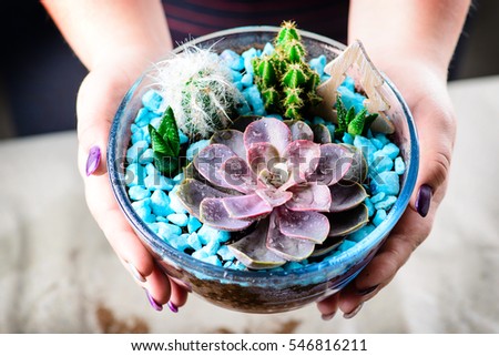 florarium with succulents in female hands closeup