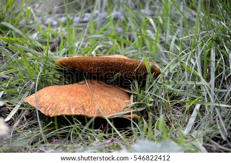 mushrooms in the meadow
